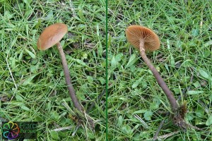 galerina uncialis